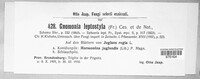 Gnomonia leptostyla image